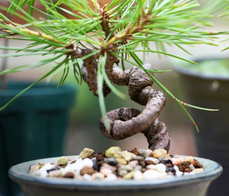 Bonsai Trimming