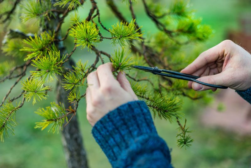 Bonsai Trimming
