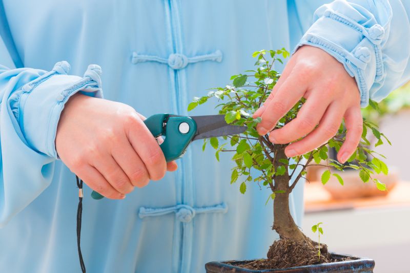 Bonsai Trimming in Action