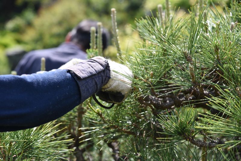 Branches Pruning in Doylestown, PA