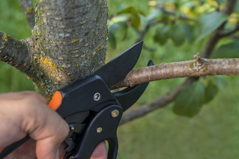 Canopy Pruning in Allentown, PA