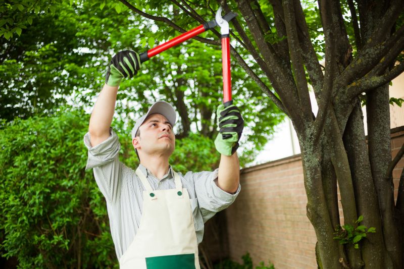 Deadwood Removal in San Jose, CA