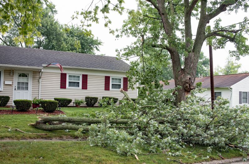 Tree-lined Yard with Fallen Leaves