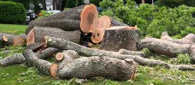 Hickory Tree Removal in Doylestown, PA