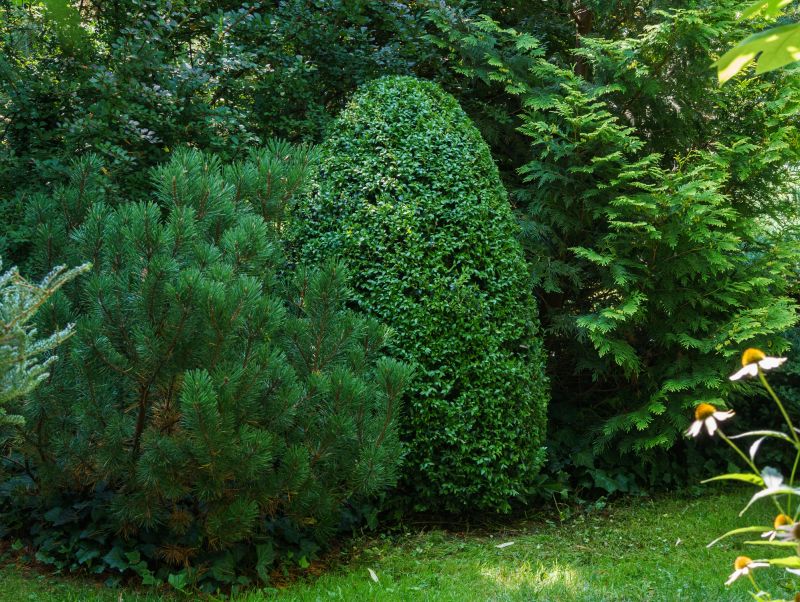 Trimmed Evergreen Bush