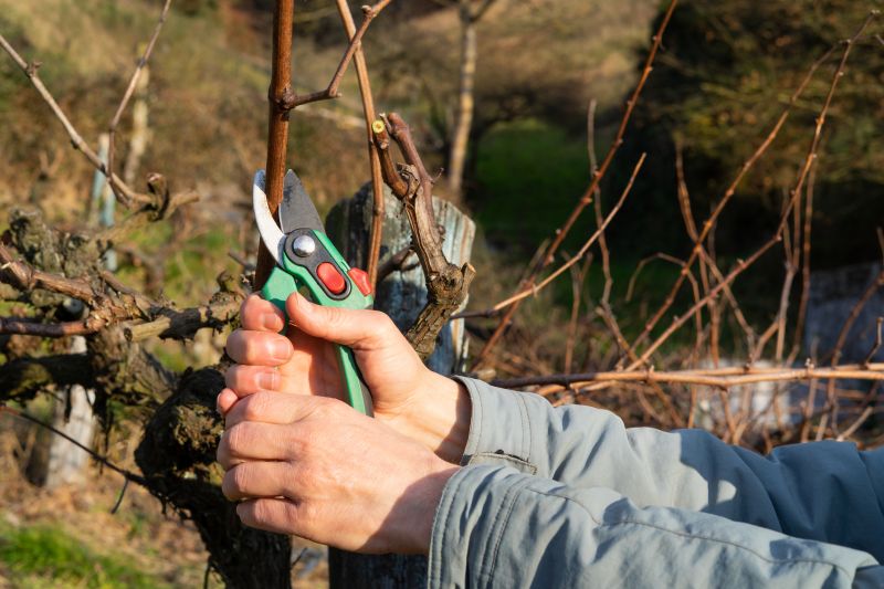 Shrub Pruning Tools