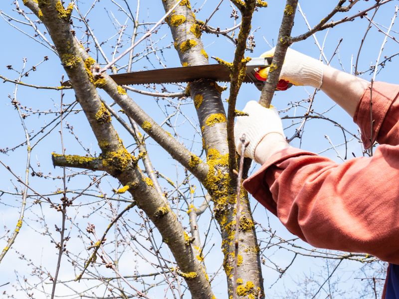 Tree Lopping Service in San Jose, CA