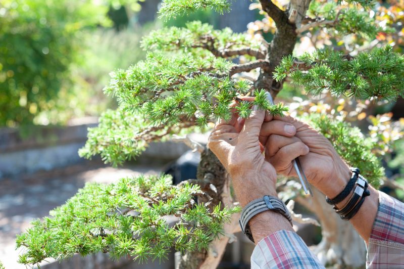 Experienced Bonsai Trimmers