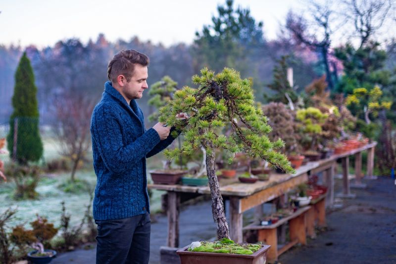 Arborists Specializing in Bonsai