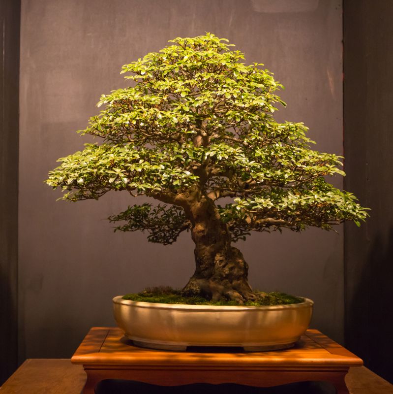 Independent Bonsai Consultants
