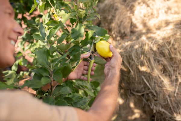 Lemon Tree Cutting