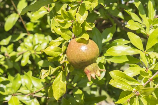 Pomegranate Tree Pruning