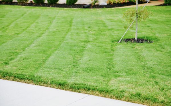 Bermuda Grass Mowing