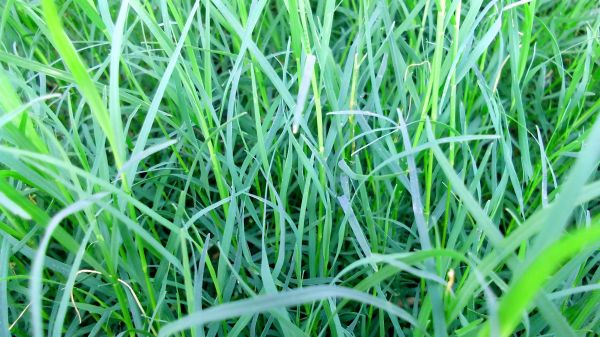 Bermuda Grass Trimming
