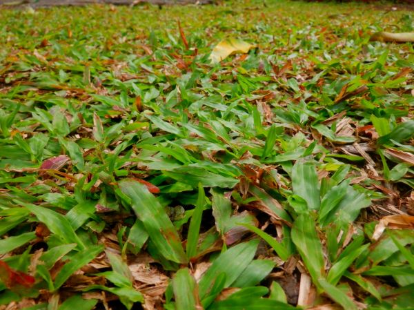Bermuda Grass Cutting