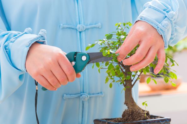 Grow your Bonsai Trimming business